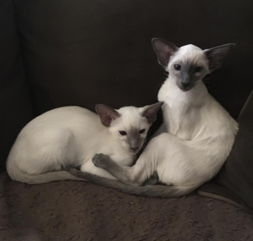 Summer's Kittens photo 2