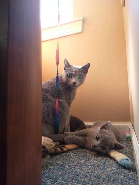 Fern And Niko Litter photo 3