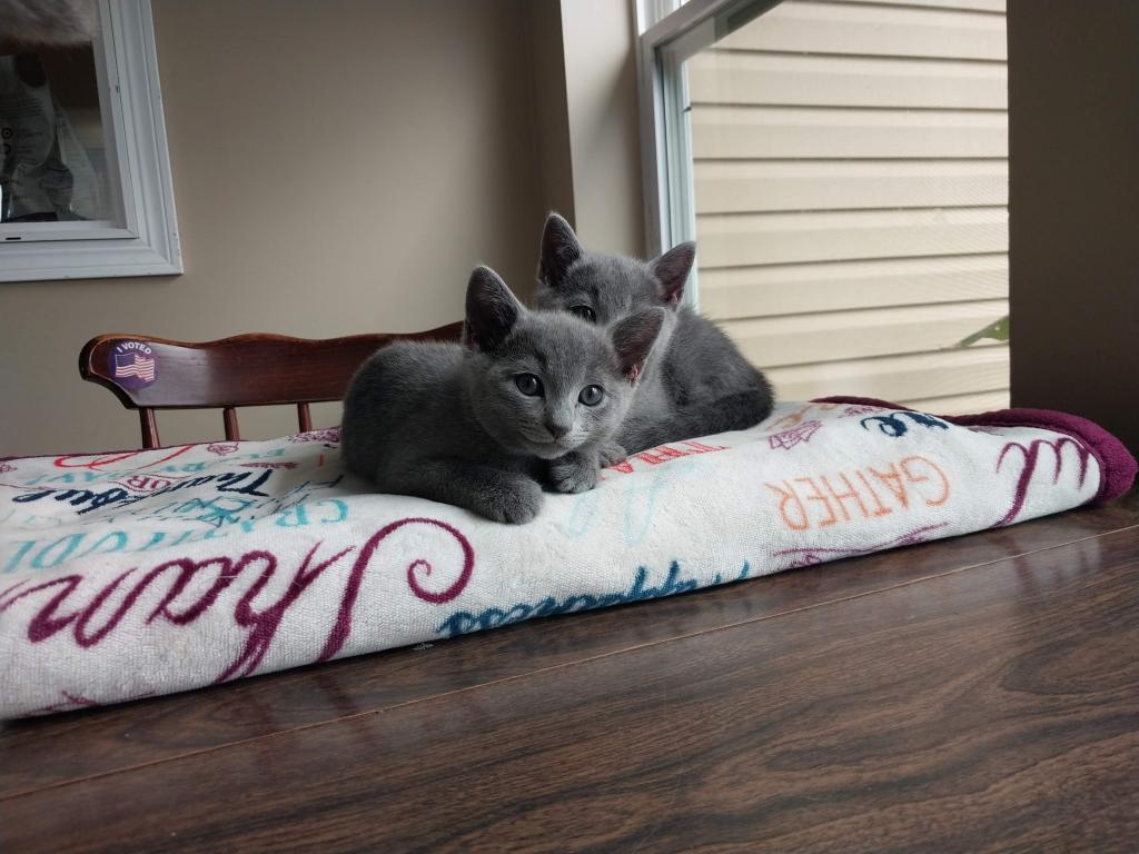 Fern And Niko Litter photo 7