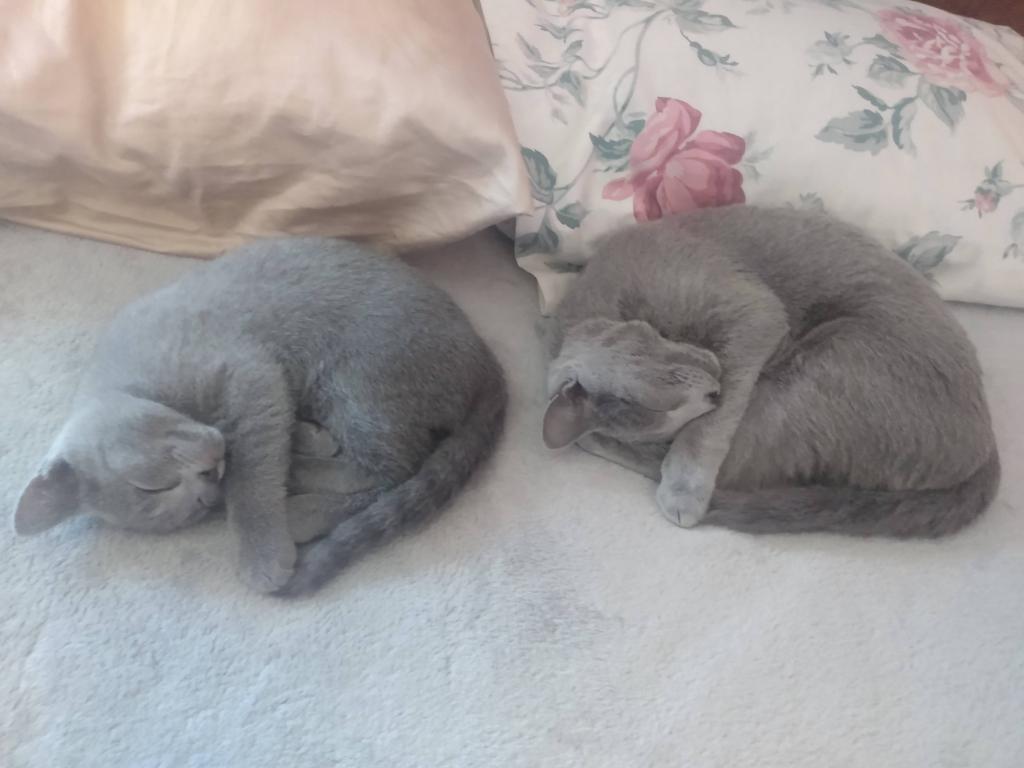 Fern And Niko Litter photo 4