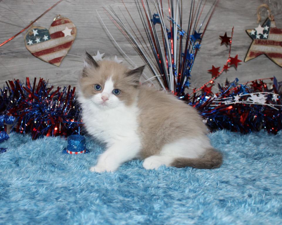 Gorgeous TICA Ragdolls photo 6