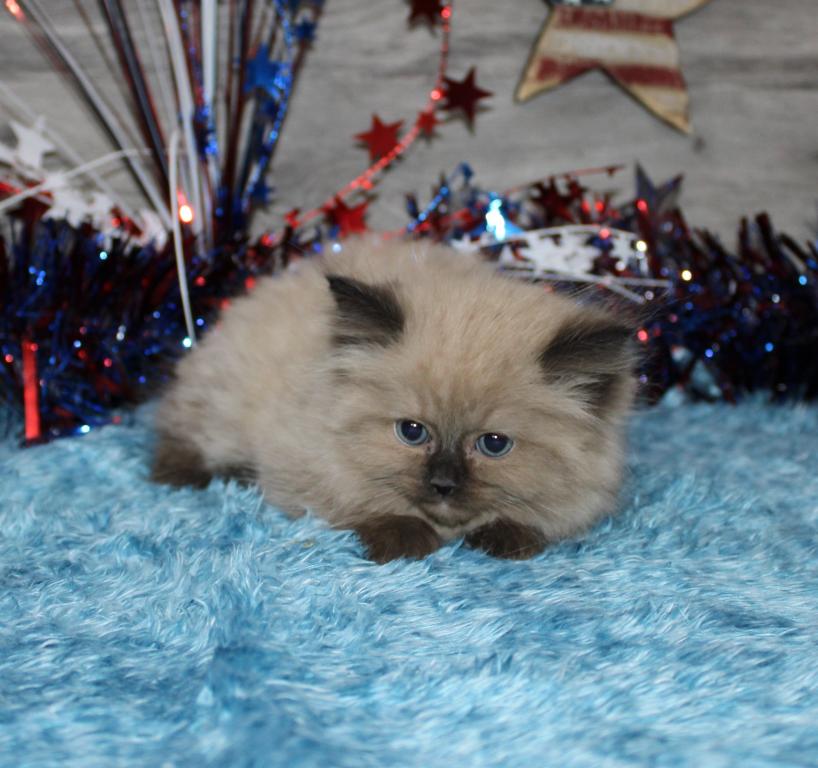 Gorgeous TICA Ragdolls photo 8