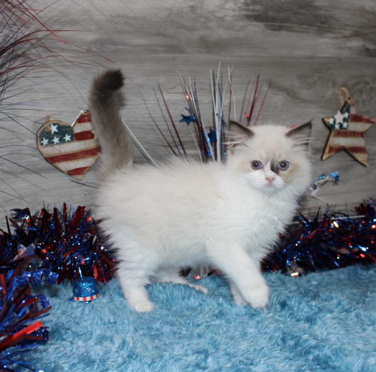 Gorgeous TICA Ragdolls photo 3