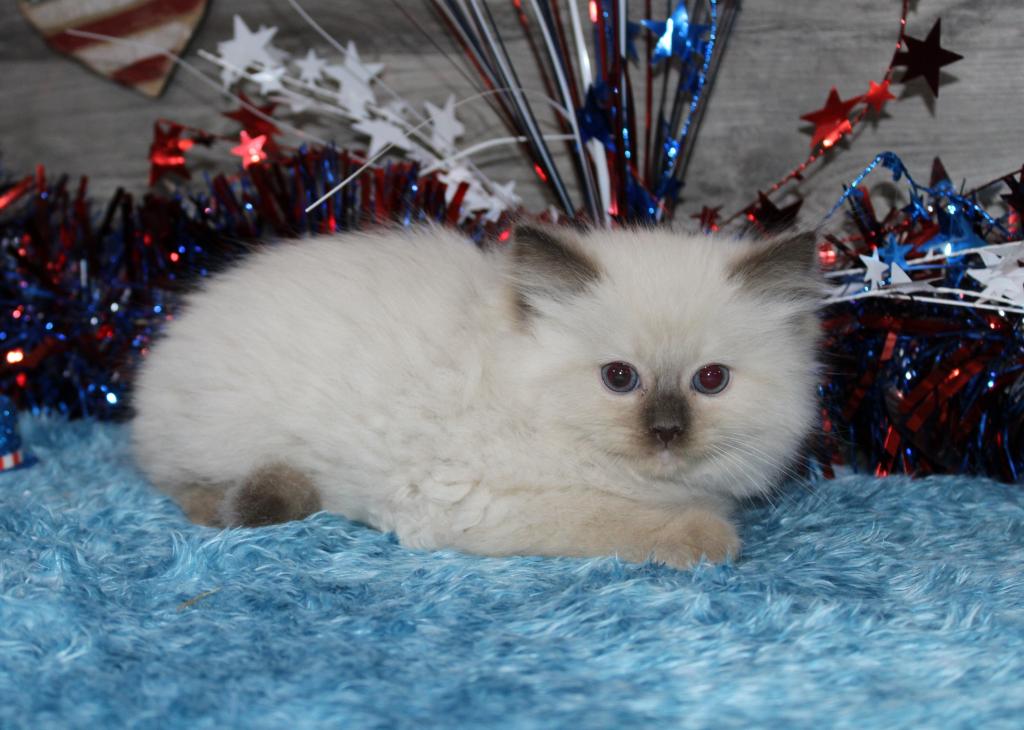Gorgeous TICA Ragdolls photo 7