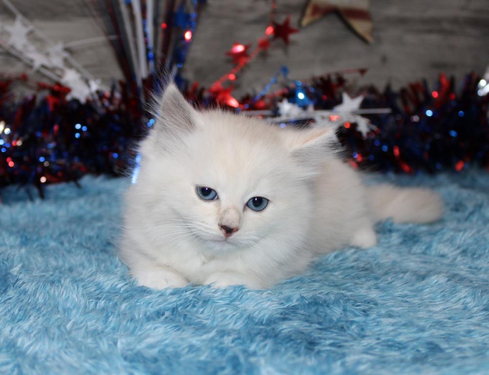 Gorgeous TICA Ragdolls photo 4