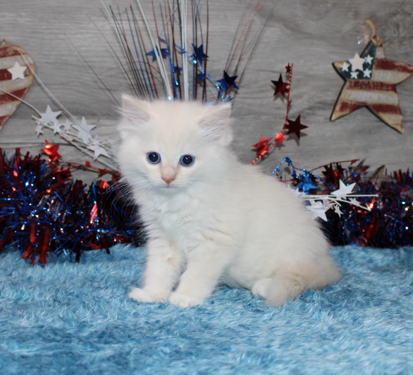 Gorgeous TICA Ragdolls photo 5