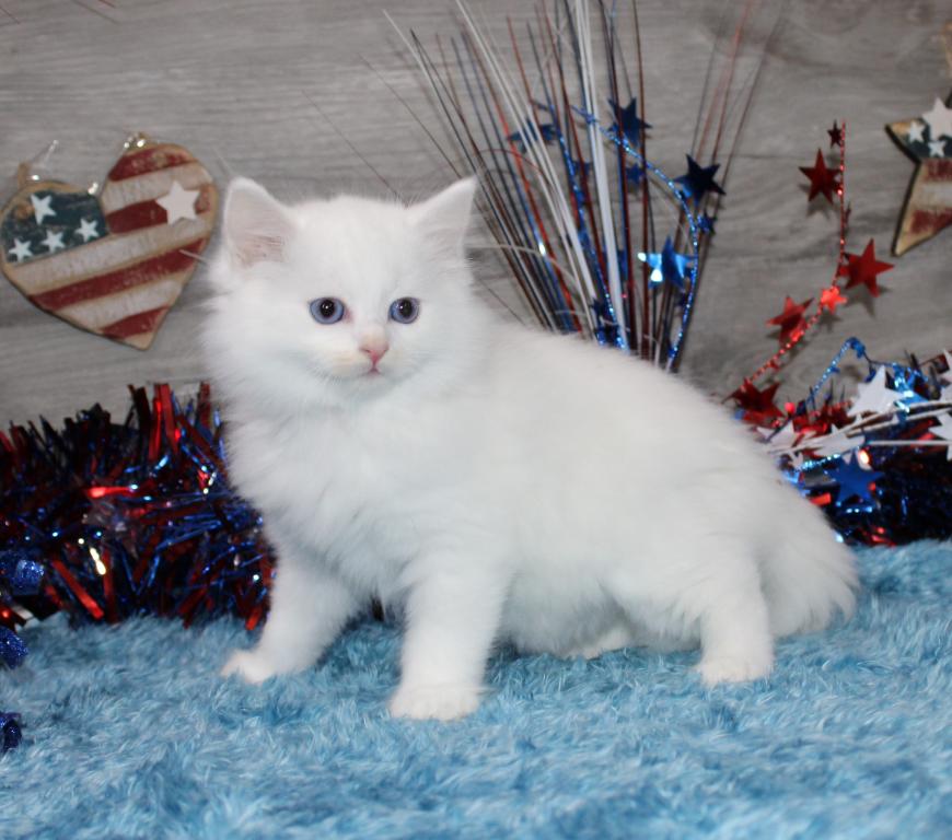 Gorgeous TICA Ragdolls photo 1