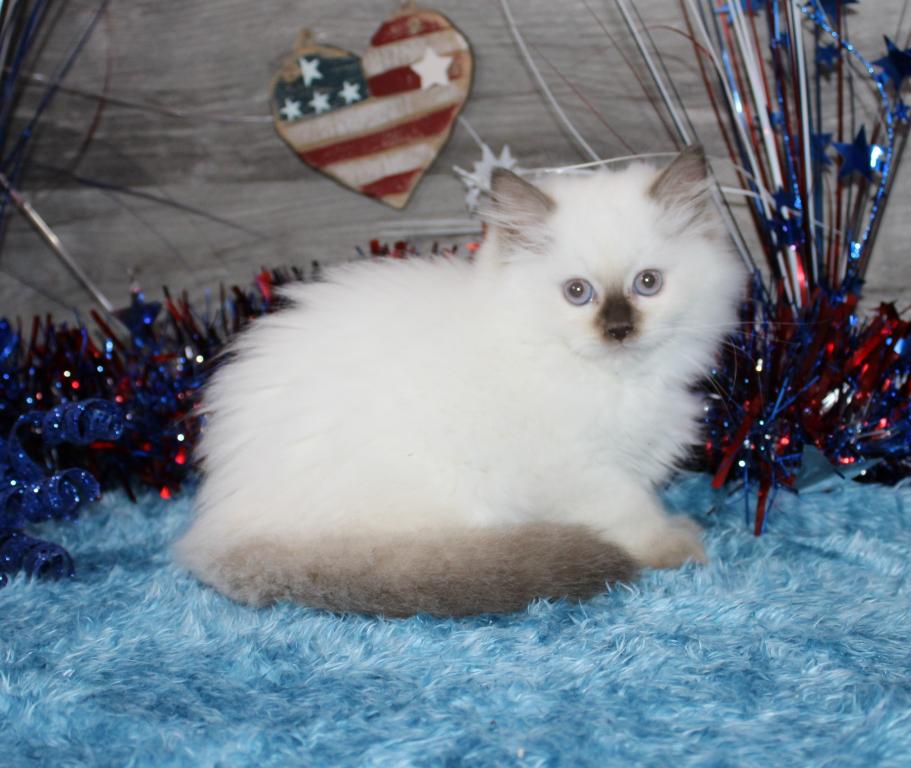 Gorgeous TICA Ragdolls photo 2