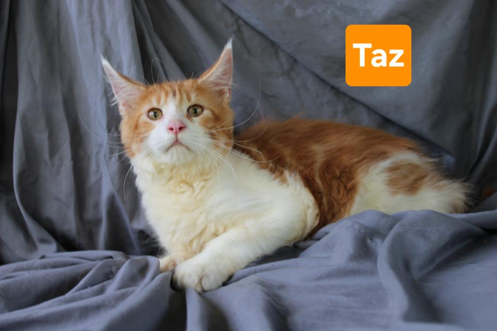 Taz Tica Health Tested Parents Price Reduced photo 4