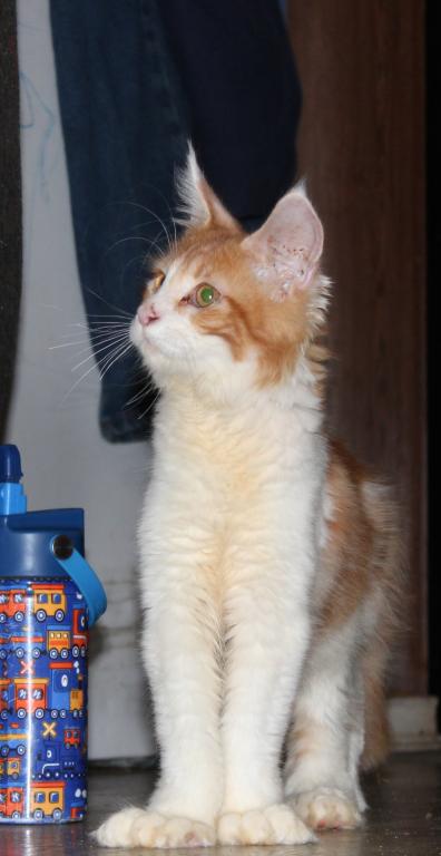 Taz Tica Health Tested Parents Price Reduced photo 7