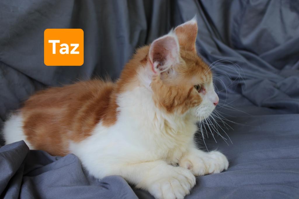 Taz Tica Health Tested Parents Price Reduced photo 3