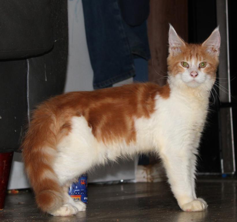 Taz Tica Health Tested Parents Price Reduced photo 6