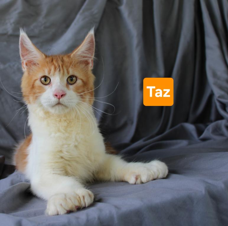 Taz Tica Health Tested Parents Price Reduced photo 2