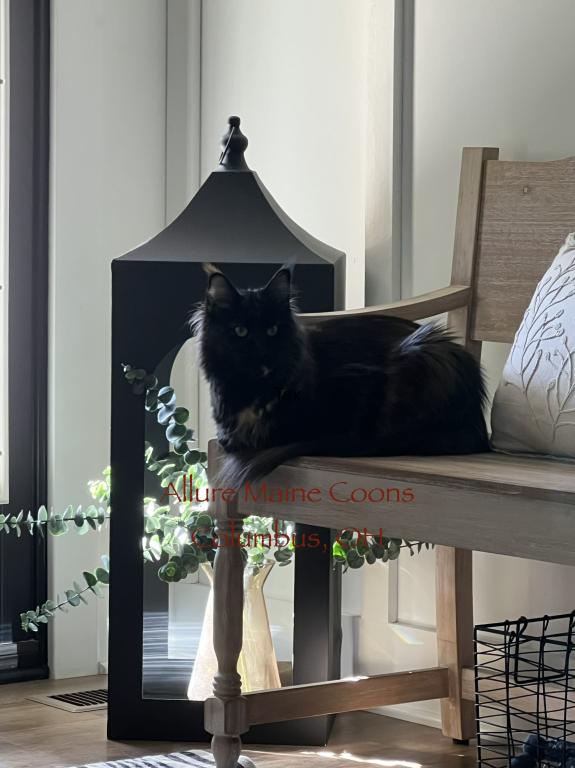 Luna photo 1