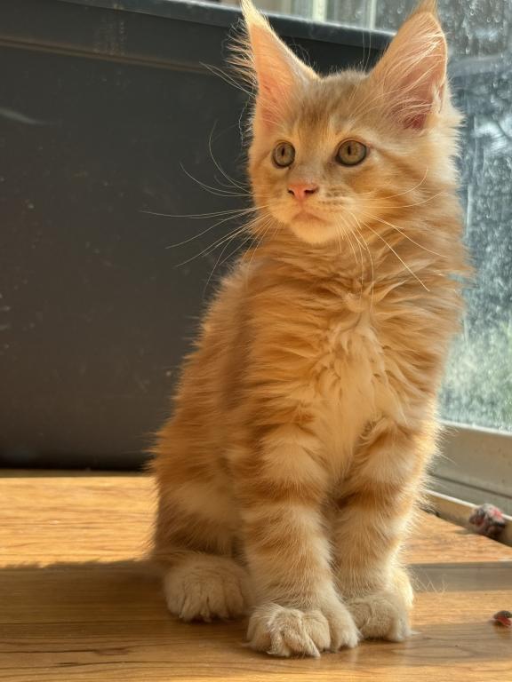 RED TABBY POLYDACTYL MAINE COON MALE KITTEN Redrum photo 1