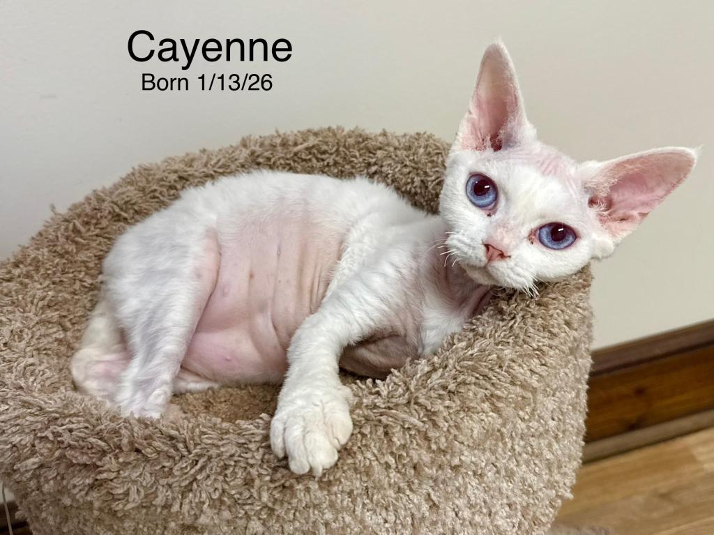 Cayenne photo 1