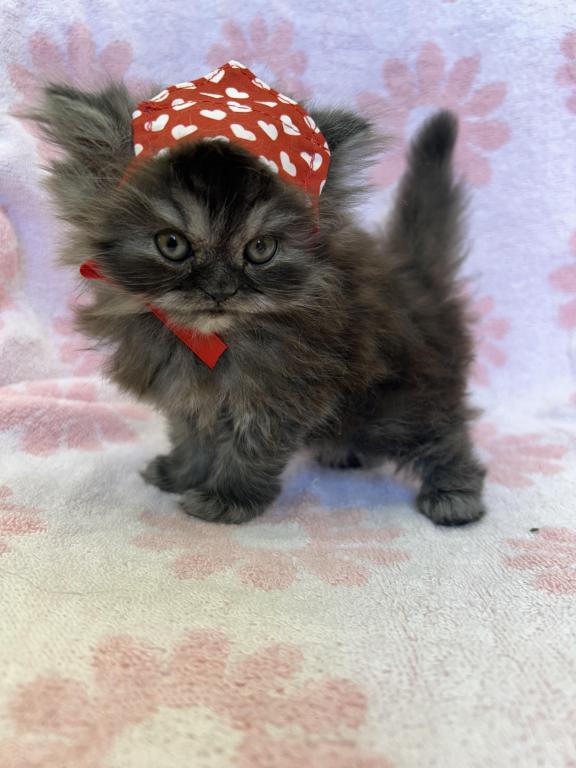 Tammy