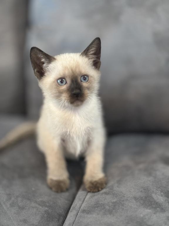 Beautiful Siamese Kitty photo 2
