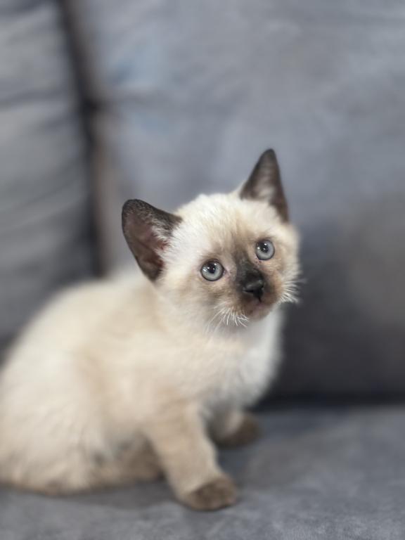 Beautiful Siamese Kitty
