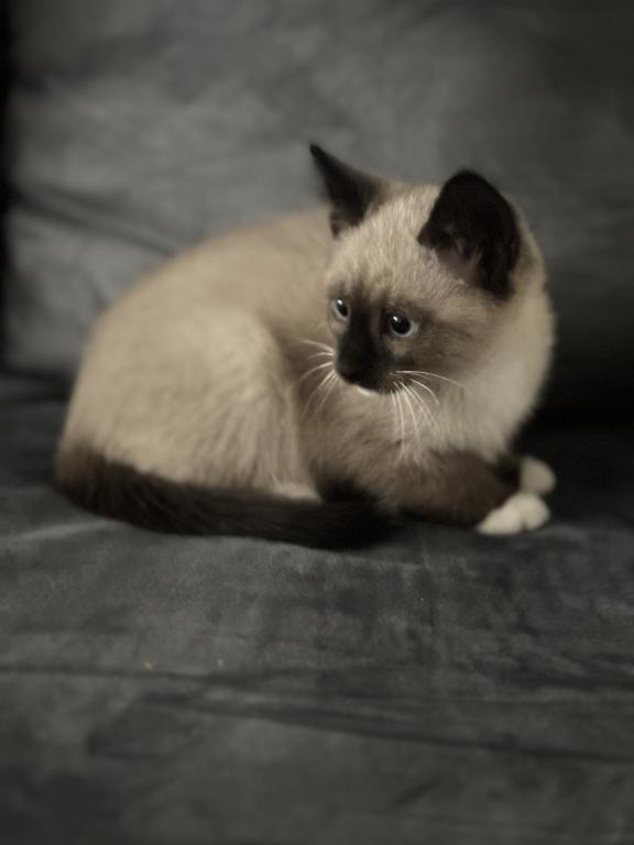 Beautiful Siamese Kitty photo 2
