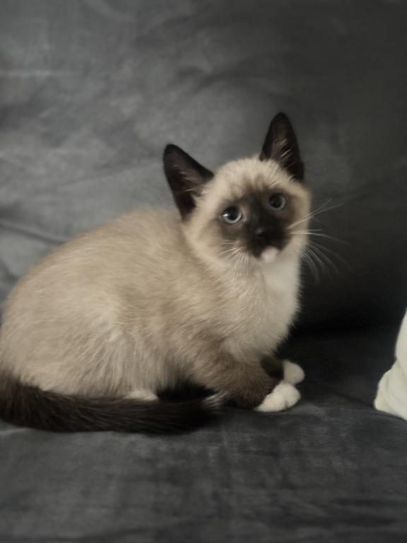 Beautiful Siamese Kitty