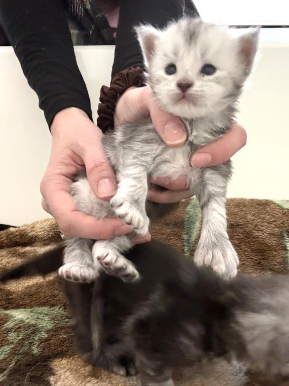 PREMIER MAINE COON LITTERS DUE photo 5