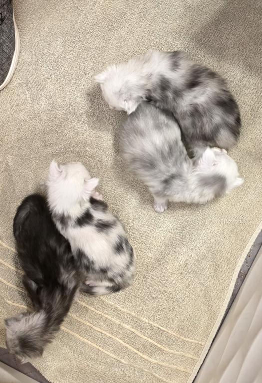 PREMIER MAINE COON LITTERS DUE photo 4