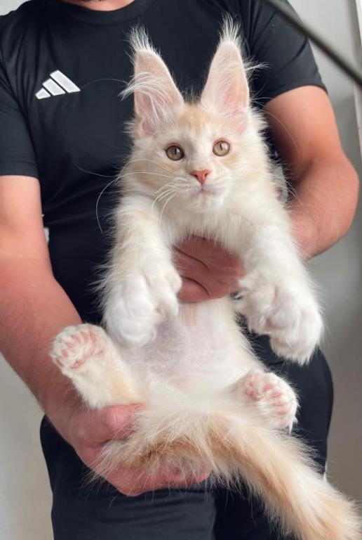 PREMIER MAINE COON LITTERS DUE photo 17
