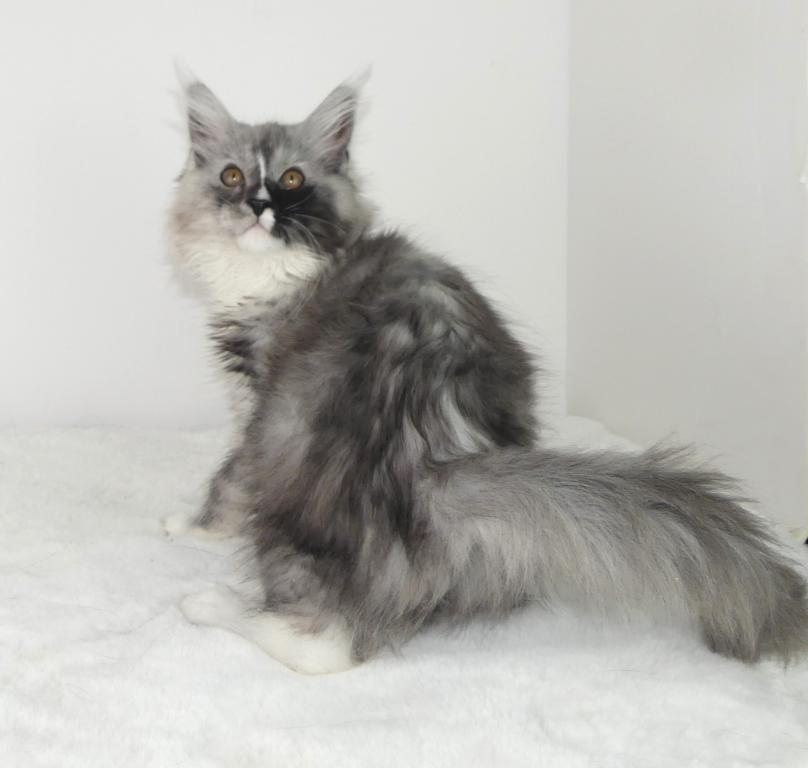 PREMIER MAINE COON LITTERS DUE photo 10