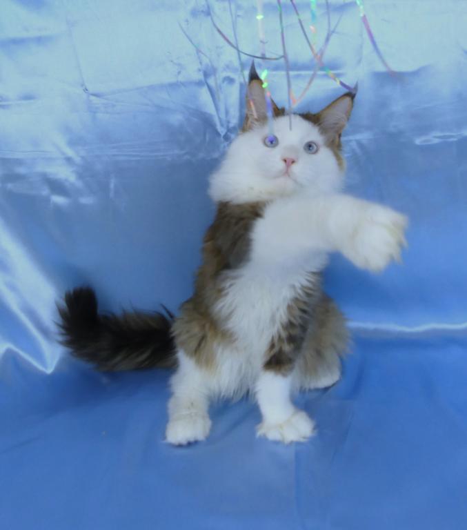 PREMIER MAINE COON LITTERS DUE photo 14