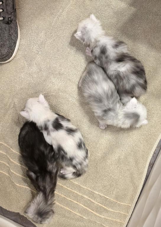 PREMIER MAINE COON LITTERS DUE photo 3