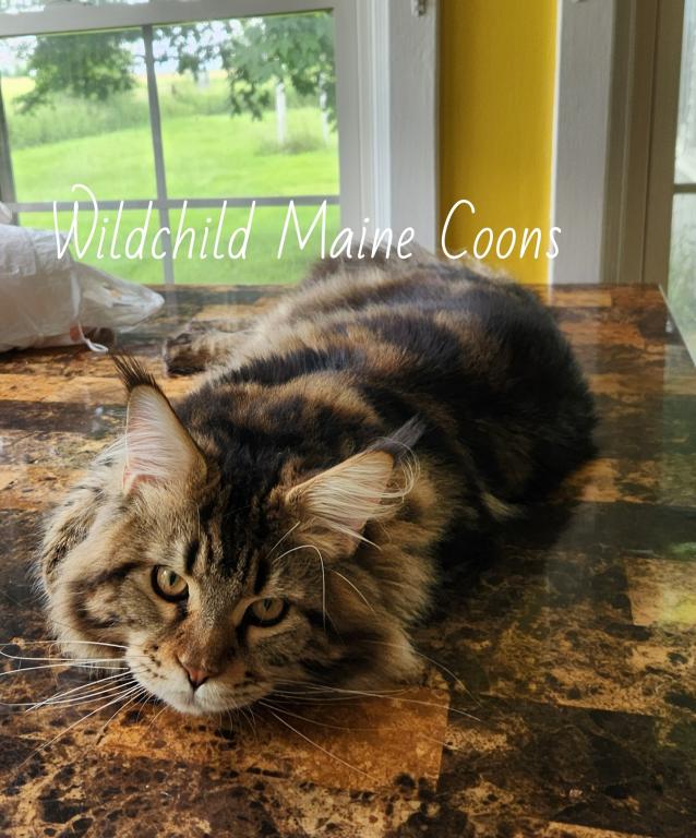 PREMIER MAINE COON LITTERS DUE photo 7