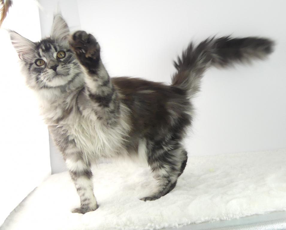 PREMIER MAINE COON LITTERS DUE photo 6