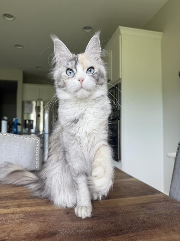 PREMIER MAINE COON LITTERS DUE photo 8