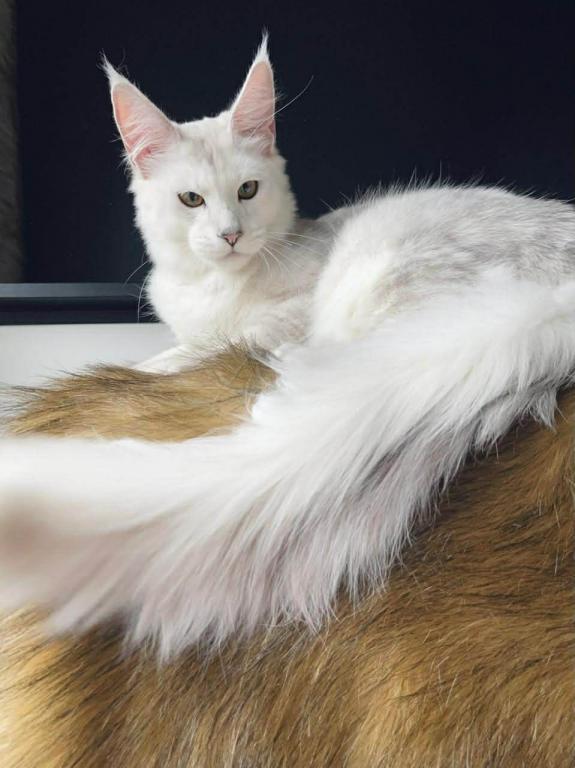 PREMIER MAINE COON LITTERS DUE photo 1