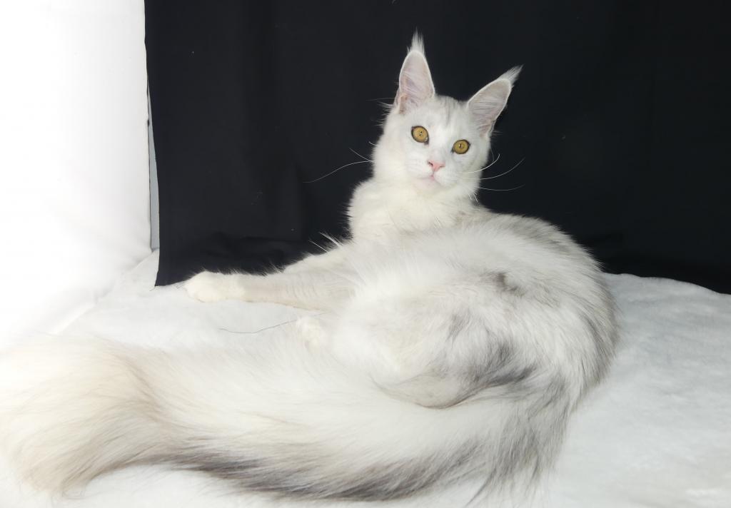 PREMIER MAINE COON LITTERS DUE photo 16