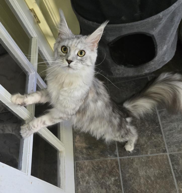 PREMIER MAINE COON LITTERS DUE photo 13