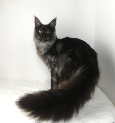 PREMIER MAINE COON LITTERS DUE photo 15