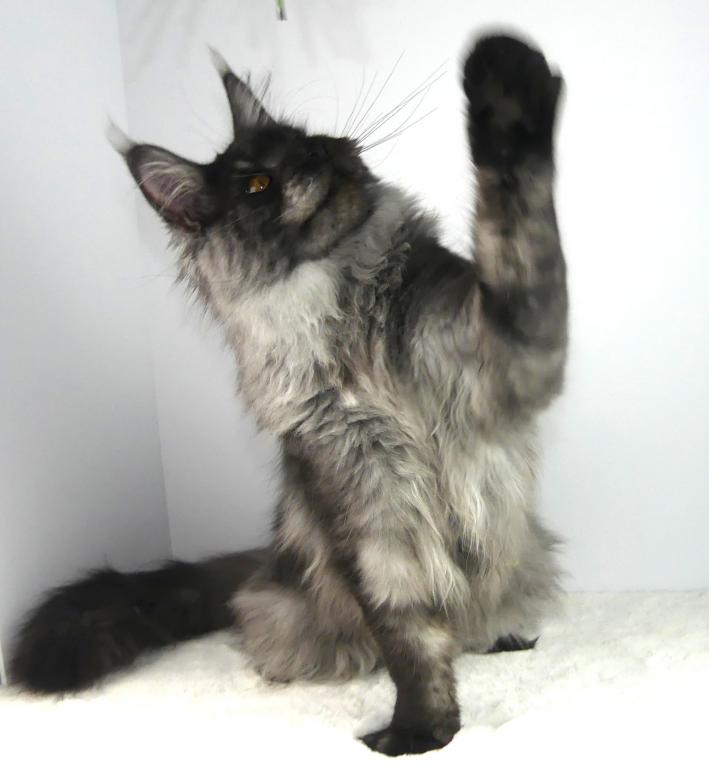 PREMIER MAINE COON LITTERS DUE photo 9