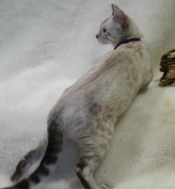 READY Female Silver Snow Lynx Bengal Kitten photo 1