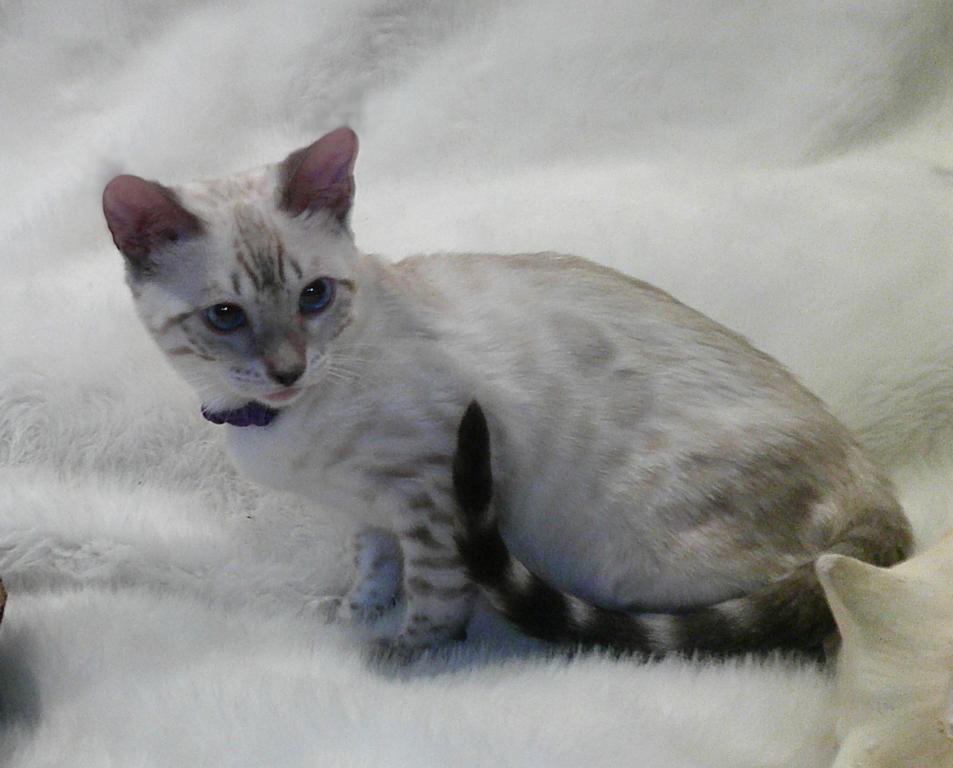 READY Female Silver Snow Lynx Bengal Kitten photo 2
