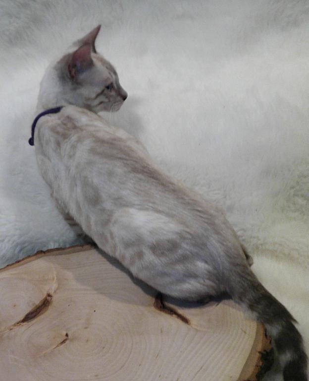 READY Female Silver Snow Lynx Bengal Kitten photo 3