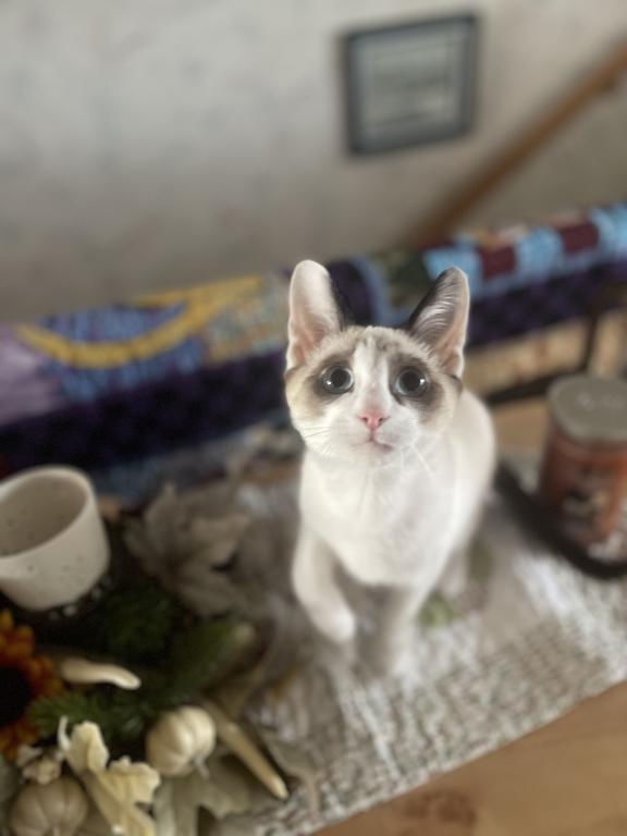 Pacific Northwest Kitten photo 1