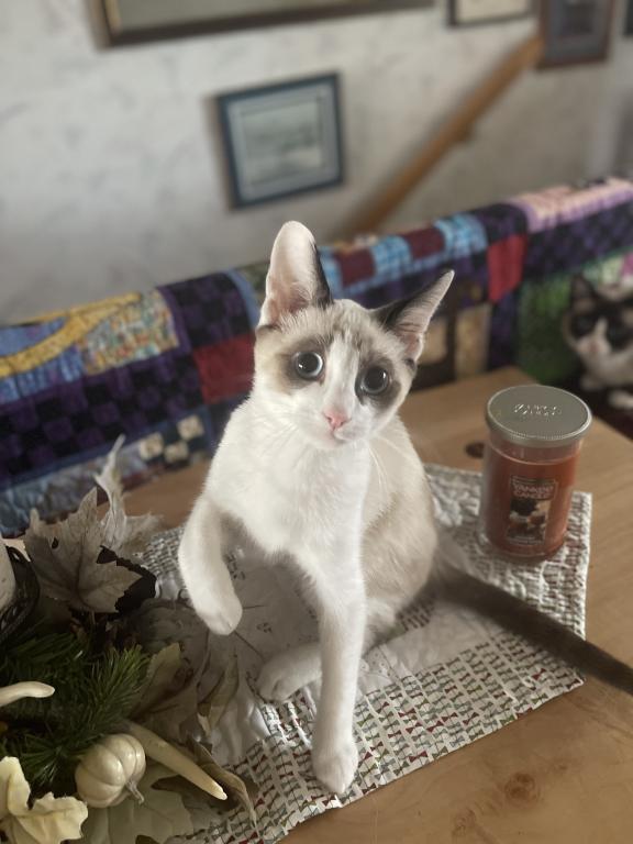 Pacific Northwest Kitten photo 2