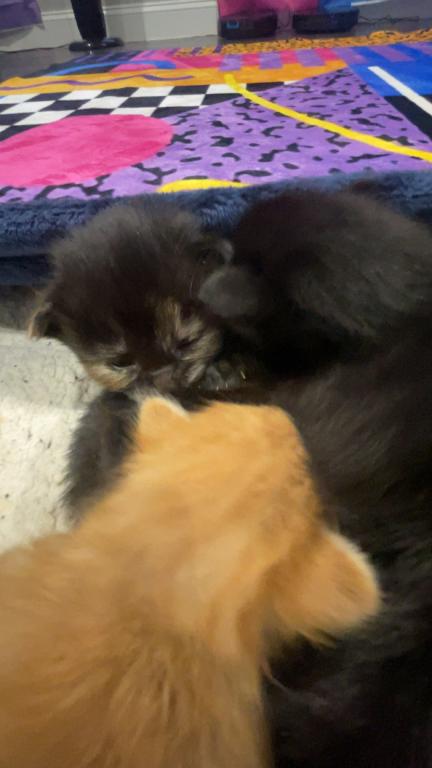 Fuzz Balls photo 7