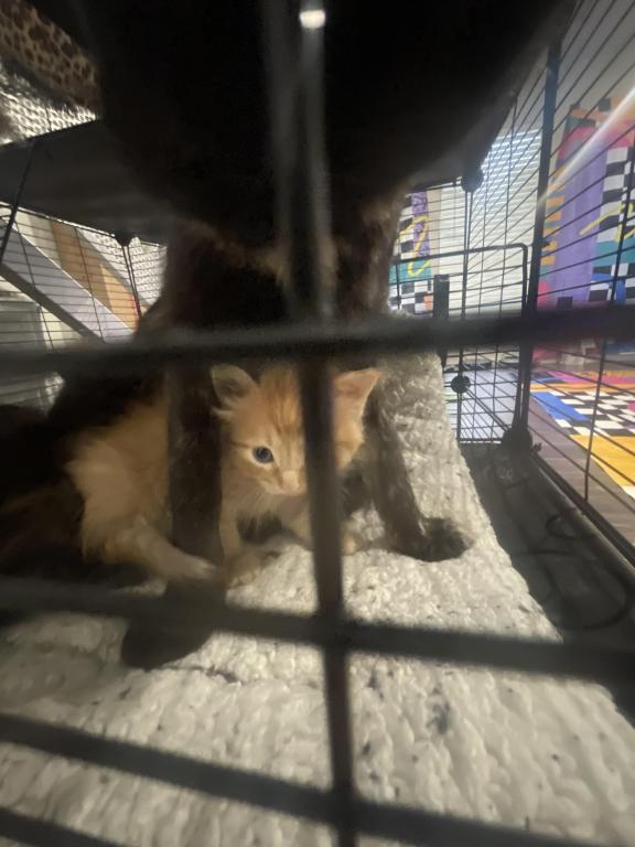 Fuzz Balls