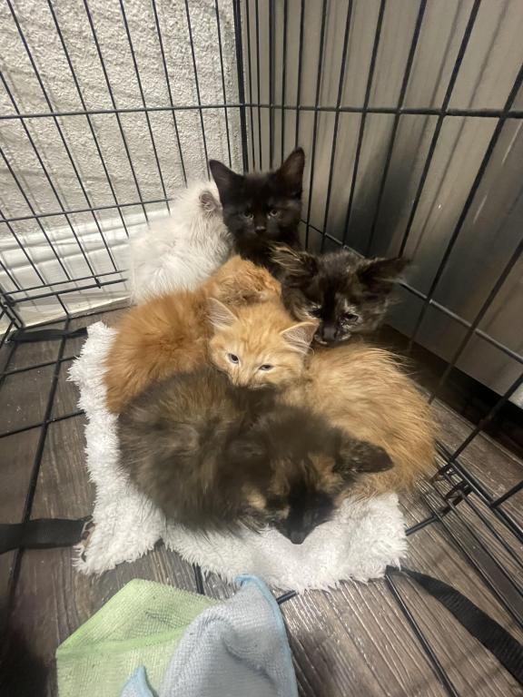 Fuzz Balls photo 2