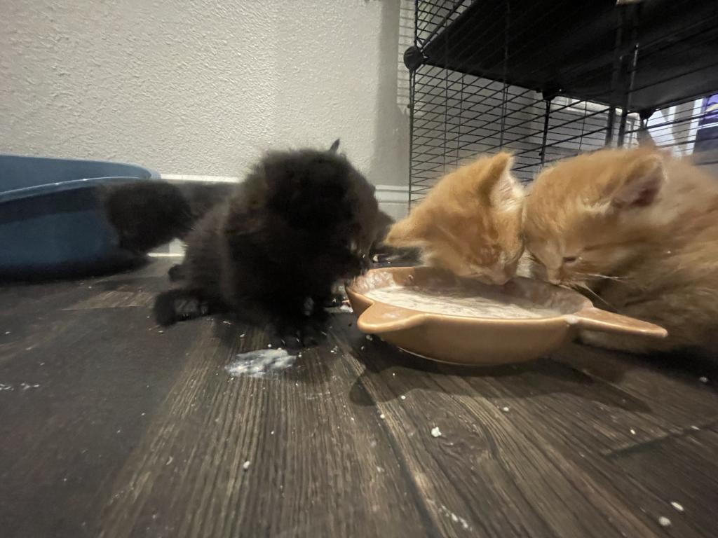 Fuzz Balls photo 9
