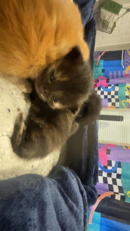 Fuzz Balls photo 6