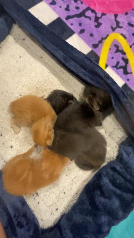 Fuzz Balls photo 8